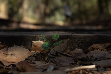 Young Green Plant Growing Among Fallen Leaves in a Forest During Daytime