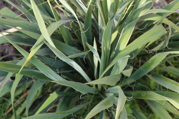 bylina juka jukka © Perovskia