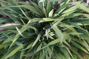 bylina juka jukka © Perovskia