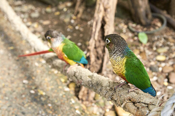Colorful green cheek conures perched on branch in natural habitat.