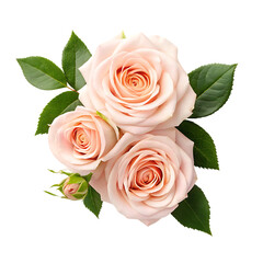 Elegant Blush Pink Roses Bouquet Against Black Background Isolated