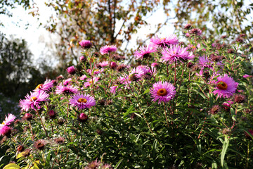 Fototapeta premium A bush of pink and purple asters with buds on a sunny autumn day in the garden against a backdrop of trees - horizontal color photo, close-up