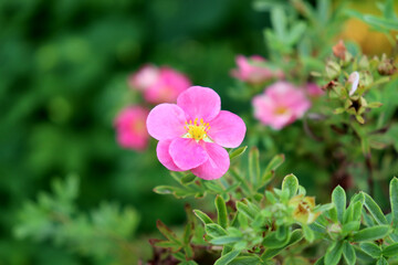A pink cinquefoil flower on a bush in a garden flowerbed on a cloudy autumn day - horizontal color photo with space for text, close-up