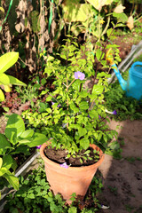A potted Thunbergia plant with purple flowers in a greenhouse on a sunny autumn day - vertical color photo, close-up