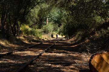 Walking Along the Abandoned Railway Tracks in a Serene Forest on a Sunny Afternoon