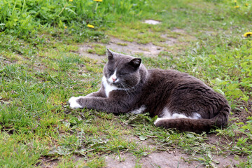 Gray cat lying on its side with closed eyes on a path in the garden on a summer cloudy day -...