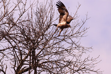 A flap of wings and an eagle takes off from a tree branch against the blue sky