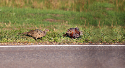A pair of pheasants are feeding near the highway...