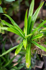 Vibrant Green Pandan Plant Leaves in a Tropical Garden