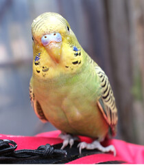 A budgerigar (Melopsittacus undulatus) is perched on a red coat. It has a green body with yellow and black markings on its head and wings, characteristic of a typical budgie.