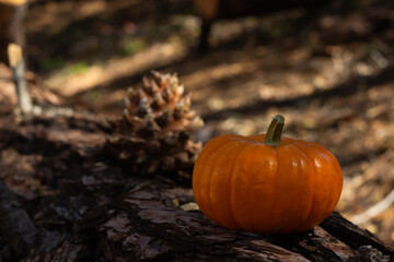 Bright Orange Pumpkin Sits on Wooden Log in a Forest Clearing During Autumn With Pinecone Nearby