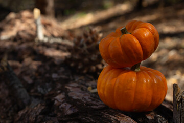 Pumpkins Resting on a Wooden Log in a Serene Forest Setting During Autumn
