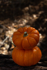 Two Vibrant Orange Pumpkins Stacked on a Log in a Forest During the Fall Season