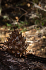 Close-up View of a Pine Cone Resting on a Log in a Forest During Autumn