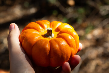 Hand Holding a Small Orange Pumpkin in a Wooded Area During Autumn Sunlight