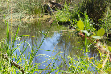 Lush Green Grass and Clear Water Reflect Nature's Beauty Near a Tranquil Pond in Mid-Afternoon Light