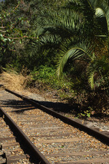 Train Tracks Surrounded by Lush Greenery in a Tranquil Outdoor Setting During the Day