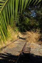 Abandoned Railway Tracks Surrounded by Tall Grass and Palm Leaves in a Sunny Forest Scene
