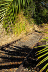 Abandoned Railway Tracks Lined With Tall Grass and Palm Leaves in a Serene Outdoor Setting
