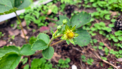 Early growth of a strawberry plant in a garden setting