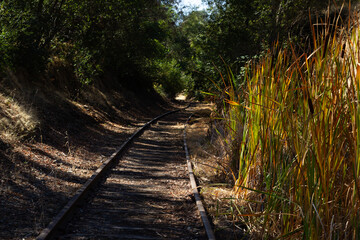 Scenic View of Abandoned Railway Tracks Surrounded by Lush Vegetation on a Sunny Day