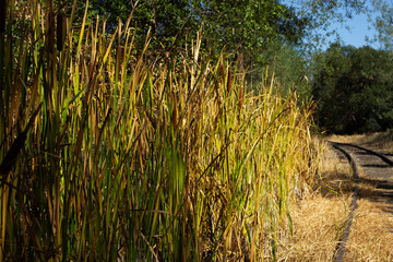 Tall Golden Grasses Grow Alongside a Winding Railway Track in a Rural Area During Sunny Weather