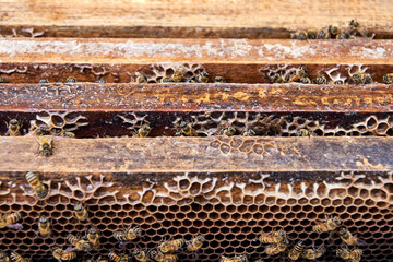 Close-up view of busy honeybees working around beehive frames and honeycomb structure in apiary.