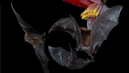 nectar feeding bats