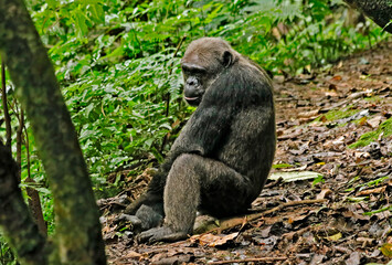 Chimpanzee in rainforest