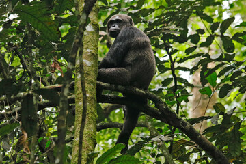 Chimpanzee in rainforest