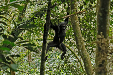 Chimpanzee in rainforest