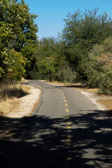 Scenic Winding Road Surrounded by Trees on a Sunny Day in a Natural Park