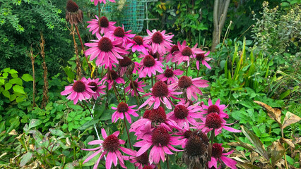 Vibrant echinacea flowers blooming in a lush garden setting. Coneflowers. Echinacea purpurea