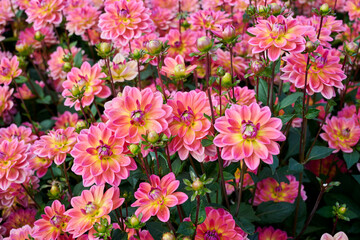 a sea of ​​salmon pink with yellow petals dahlia Pacific View