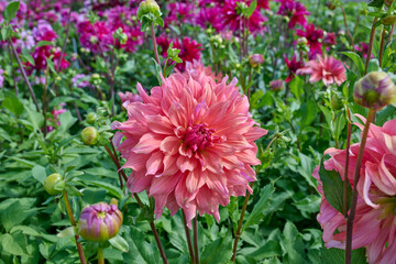 Belle Of Barmera apricot-pink colored dahlia petals
