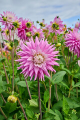 rose dahlia Hillcrest Candy with flowers and flower buds surrounded