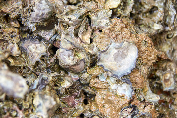 Close-up of rough oyster shells in natural habitat with textured surface details.
