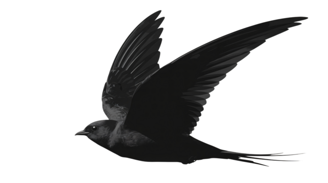 Dramatic swift bird soaring through the air, capturing the essence of freedom and power, ideal for nature, avian, or freedom-themed projects