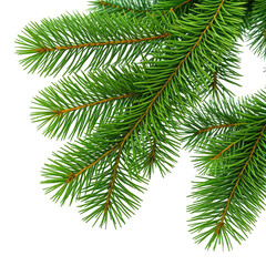 Fototapeta premium Close-up view of vibrant green evergreen fir tree branches
