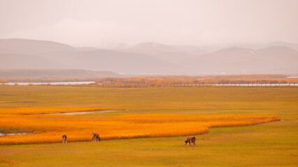 Obraz premium morning mist over the river