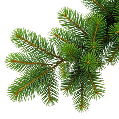 Close-up of fresh green evergreen fir branch with needles on black background