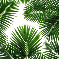 Obraz premium Lush green palm leaves framing a dark space, tropical vibe