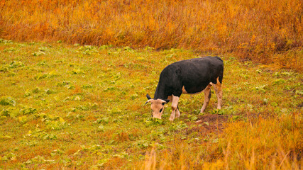 black and white sheep