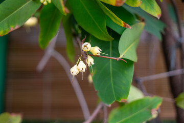 Pale Yellow Bell-Shaped Developing Fruit Cluster on Branch