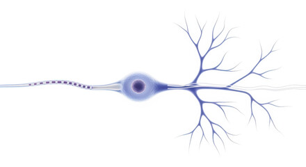 Detailed Illustration of a Mammalian Neuron Structure and Function