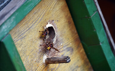 Europäische Hornissen im Maienkasten