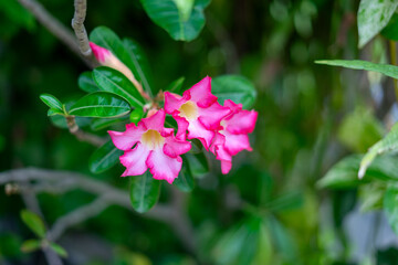 Vibrant Pink Adenium Obesum Flowers Blooming in a Lush Green Garden