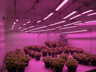 Pflanzen in Reihe unter künstlichem Licht – Eine stille, geometrische Gewächshauslandschaft.