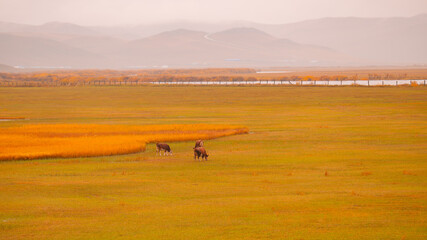 Obraz premium horses in the mountains