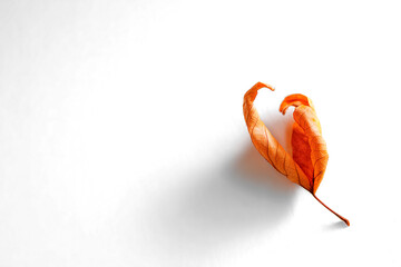 A single dried orange leaf curled gracefully on a clean light background, showcasing delicate veining and autumnal warmth.
